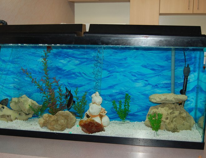 55 gallons freshwater fish tank (mostly fish and non-living decorations) - just setting up my 55g. more fish to be added
if you're going to rate it a 0, just skip please. no need for negativity