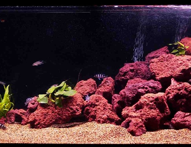 72 gallons freshwater fish tank (mostly fish and non-living decorations) - This is my Tang tank... poor picture will upload a better one soon... :)