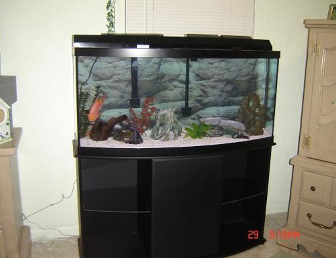72 gallons freshwater fish tank (mostly fish and non-living decorations) - My 72 gallon bowfront tank