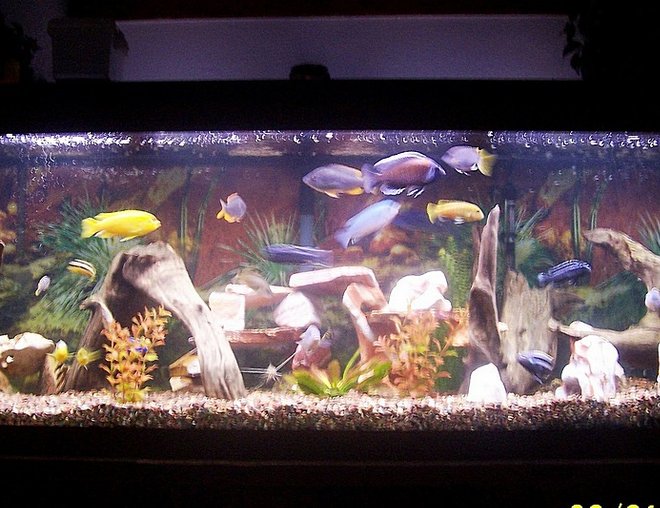 125 gallons freshwater fish tank (mostly fish and non-living decorations) - 125 Gallon Chiclid tank including Sofocoli, Chipoke, Johanni, Yellow Labs, and a Pictus Cat.