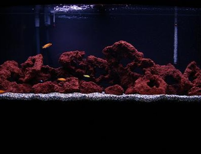 72 gallons freshwater fish tank (mostly fish and non-living decorations) - 72 Gallons Bowfront made by Oceanic , With assorted Cichlids