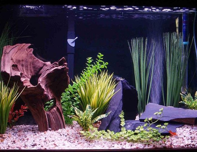 29 gallons freshwater fish tank (mostly fish and non-living decorations) - my 29 gal. community - just set this one up - 1 platy- 1 swordtail