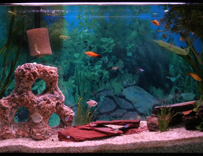 29 gallons freshwater fish tank (mostly fish and non-living decorations) - 29 gal freshwater
(in) 30x12x19
eclipse filter
not a bit of a clue on the lighting
stealth heater
random thermometer
month old tank