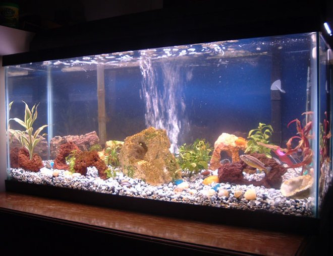 30 gallons freshwater fish tank (mostly fish and non-living decorations) - 02-28-06