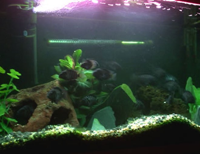 20 gallons freshwater fish tank (mostly fish and non-living decorations) - My Convict Cichlid tank setup, a breeding pair and about 30 young. one of the adults can be seen in the back left just through the hole in the rock, the pair insist on laying the eggs on the bottom of the filter (not sure why). This makes maintenance more difficult that it should be, as can be seen in the picture the fish have moved the gravel around a lot (it was flat when I first put it in). The tank is mainly beingused until I set up my Rio 400, however I still enjoy keeping this tank and convicts are really interesting fish but very terrotorial, infact the breeding pair killed off another 4 convicts before they bred, however they seem happy with the young in there.

You can see the heater quite clear in the picture however when stood up it cant be seen, I used to have it higher but a couple of fish kept sitting in between it at the top of the water.

The tank bed is a mixture of white stone and black, slowly fading from one to another, this gives a really effectiver tank floor. There are two largish rocks in the tank both with 3 holes each that meet in the middle, and then theres 4 pieces of slate along with a mixture of plants to creating plenty of hiding places for the fish (when ou move sharply they all disappear then all reappear) if there isnt enough room for all the fish to hide then there isnt enough hiding space!

The plants are obviously syntetic to convict keepers as they have a fun habbit of destroying plants for fun.