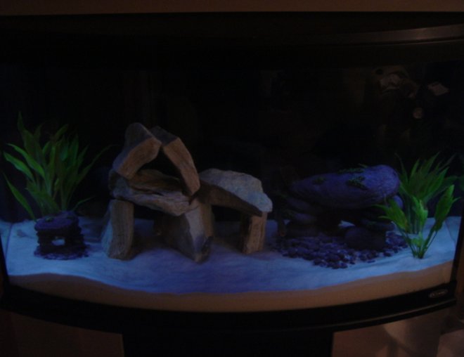 46 gallons freshwater fish tank (mostly fish and non-living decorations) - 46 Gal Bowfront.