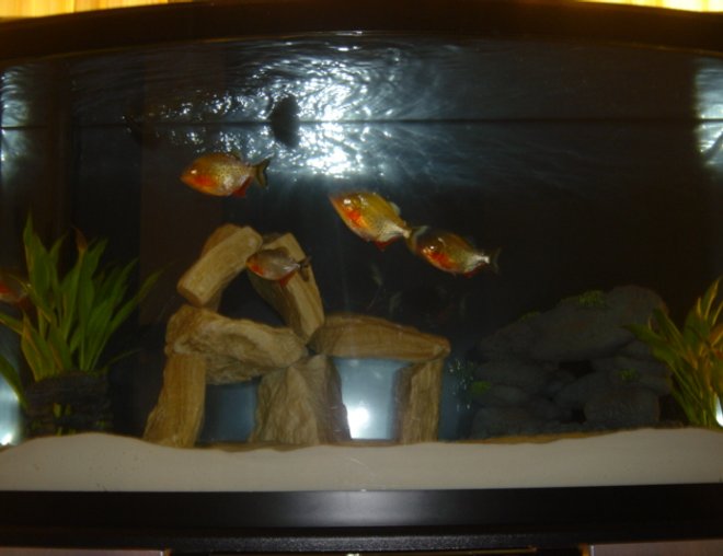 46 gallons freshwater fish tank (mostly fish and non-living decorations) - 46 Gal Bowfront.