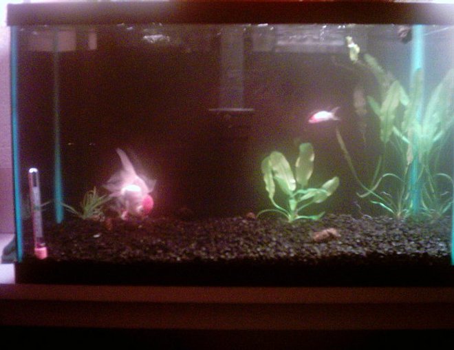 10 gallons freshwater fish tank (mostly fish and non-living decorations) - This picture is taken with a reallyy bad camera. My girlfriend got it for christmas 5 years ago. We're just beginners!!