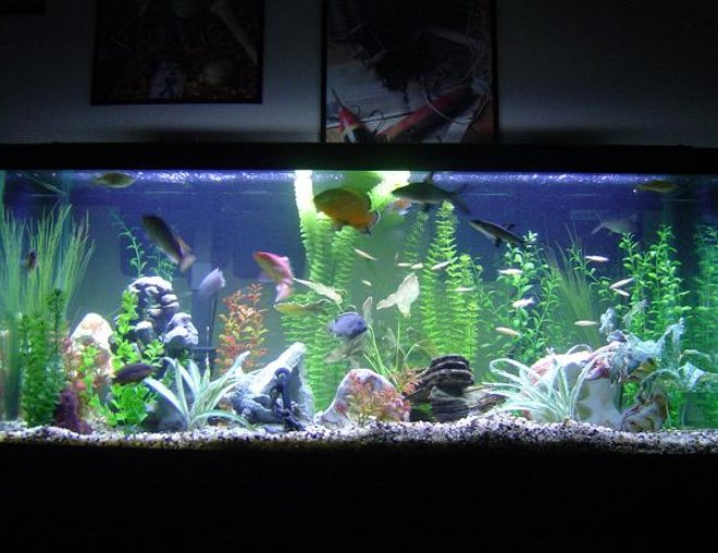 75 gallons freshwater fish tank (mostly fish and non-living decorations) - I have 1 oscar, 6 cichlids, 2 pelcos, 3 bala sharks, 1 crayfish, 20 feeder fish