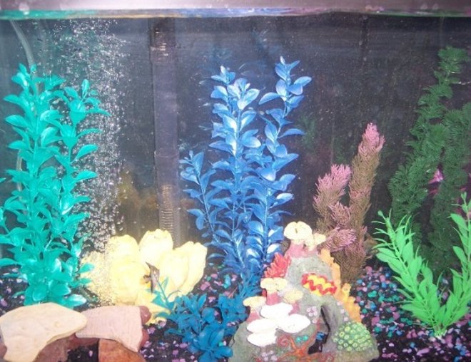 29 gallons freshwater fish tank (mostly fish and non-living decorations) - my tank