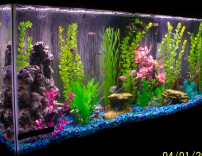 freshwater fish tank (mostly fish and non-living decorations) - 55 gallon community tank