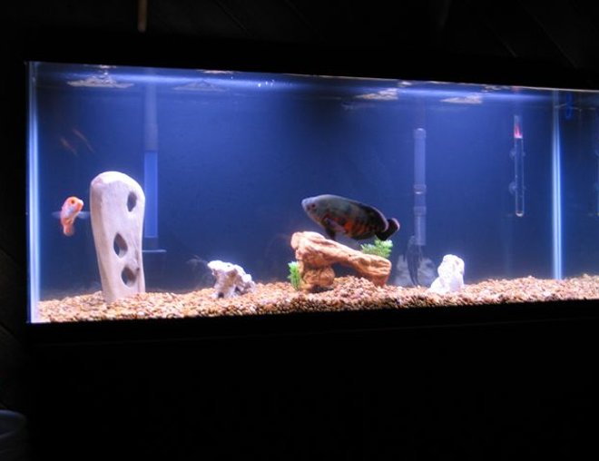 55 gallons freshwater fish tank (mostly fish and non-living decorations) - Picture of my Osacr & Red Devil