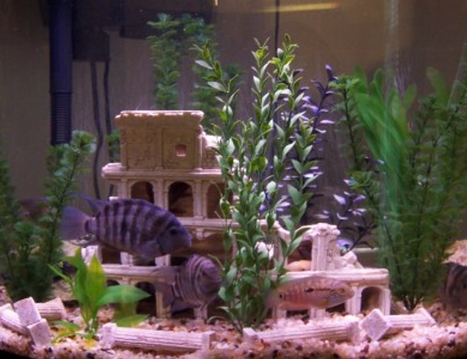 30 gallons freshwater fish tank (mostly fish and non-living decorations) - 30 GAL 2 JACK DEMS 6 CONVICT CICHLIDS MOST OF CONVICTS ALMOST TEN YRS OLD THERE ARE TWO BREADING PAIRS