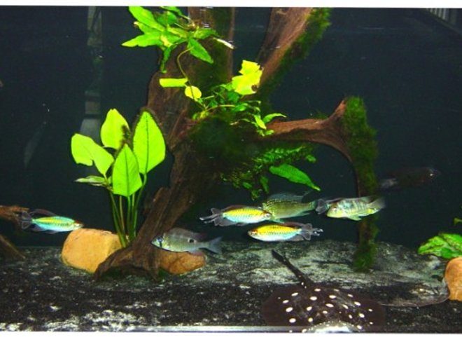 90 gallons freshwater fish tank (mostly fish and non-living decorations) - 90 gal amazon