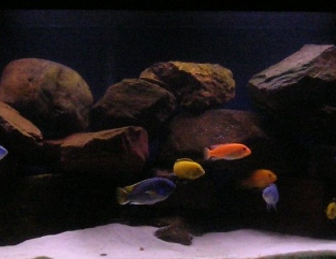 100 gallons freshwater fish tank (mostly fish and non-living decorations) - My 100g Dream Cichlid Tank