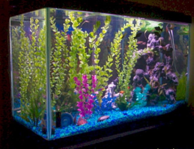 freshwater fish tank (mostly fish and non-living decorations) - 29 gallon aquarium - mostly livebearers