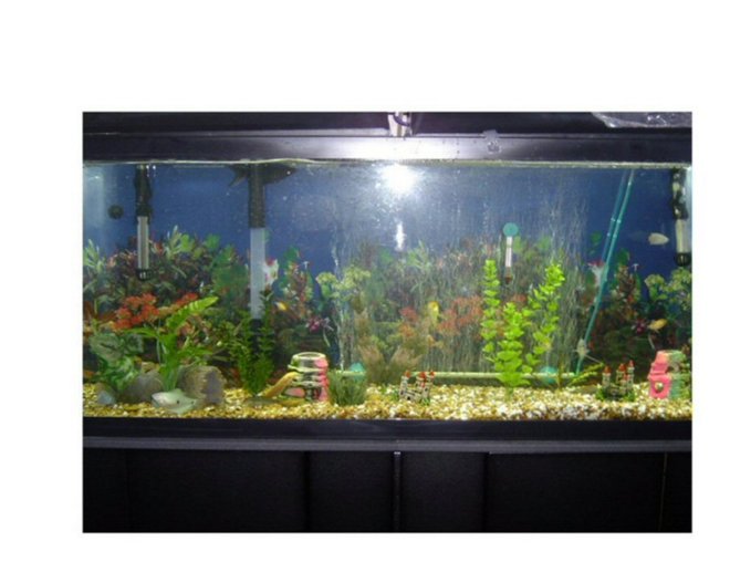 55 gallons freshwater fish tank (mostly fish and non-living decorations) - 55 gal fresh water