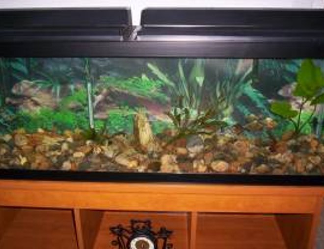 50 gallons freshwater fish tank (mostly fish and non-living decorations) - this is my tank