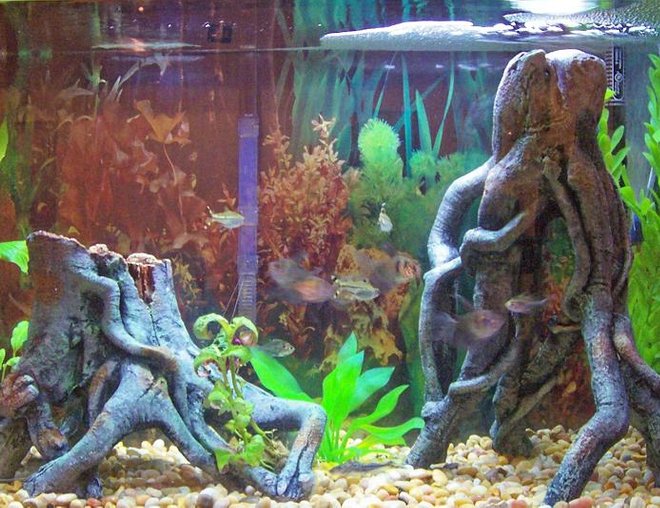 30 gallons freshwater fish tank (mostly fish and non-living decorations) - this is my 30 gallon tank its alittle blurry but you get just of it. ill upload one of my 10 gallon soon