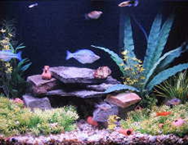 45 gallons freshwater fish tank (mostly fish and non-living decorations) - My "prarie theme" 45? gallon tank. They all seem pretty happy in here :)