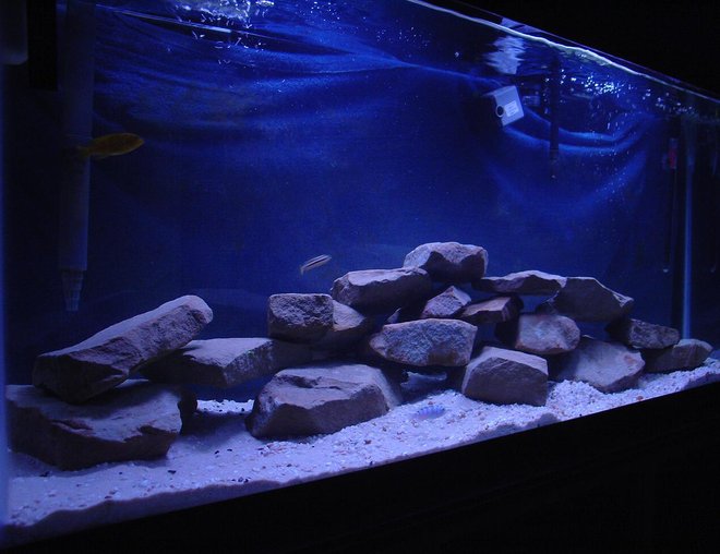 55 gallons freshwater fish tank (mostly fish and non-living decorations) - 55 gallon african cichlid tank