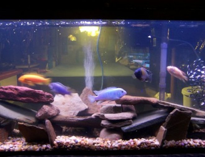40 gallons freshwater fish tank (mostly fish and non-living decorations) - 55 Gallon African Cichlids.  8 African Cichlids, 1 snail, 1 pleco. Fake plants. Whisper 55.  Rock picked for creeks in Pennsylvania.