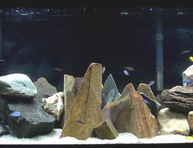 75 gallons freshwater fish tank (mostly fish and non-living decorations) - 55 gallon mbuna setup.