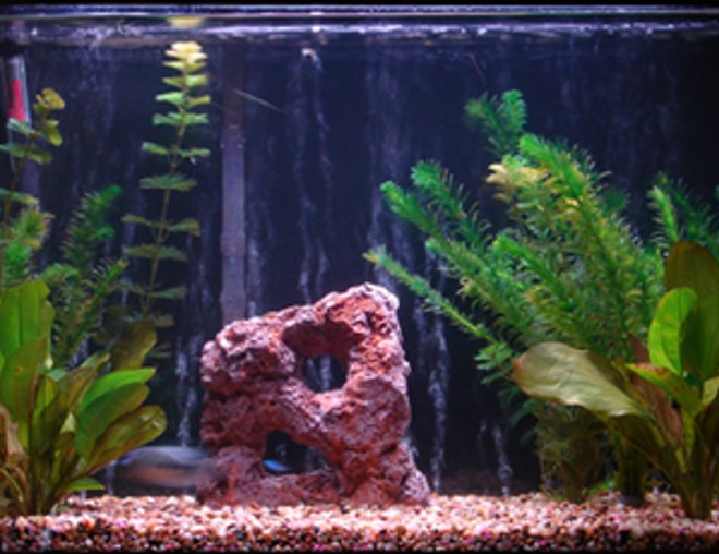 29 gallons freshwater fish tank (mostly fish and non-living decorations) - the tank