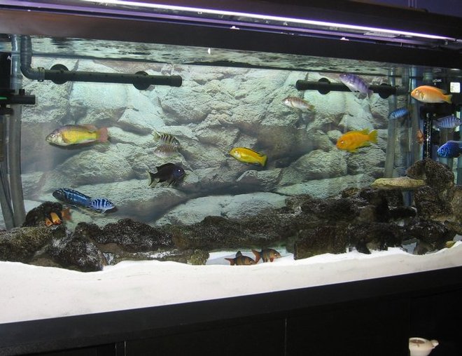 55 gallons freshwater fish tank (mostly fish and non-living decorations) - Lake Malawi Cichlids. 55 Gallon, 1 Filstar XP2 and 1 XP3 with 2 * Powerheads 400 gph to keep the surface of the sand clean of any waste. You can never have too much circulation.