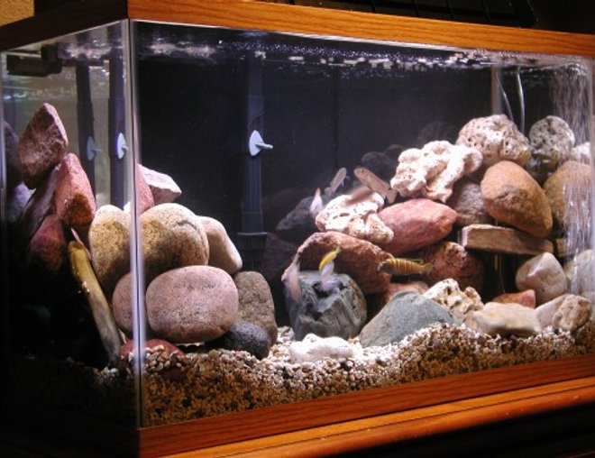50 gallons freshwater fish tank (mostly fish and non-living decorations) - 29 gal. mbuna tank