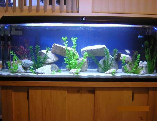 80 gallons freshwater fish tank (mostly fish and non-living decorations) - My 80 gallon all-glass tank