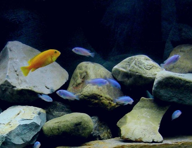 75 gallons freshwater fish tank (mostly fish and non-living decorations) - 75 gallon all mbuna tank.
Doing my best to make it look like Lake Malawi.
It's a matter of taste I guess, but some of the Malawi tanks on this site are just rediculously BAD.