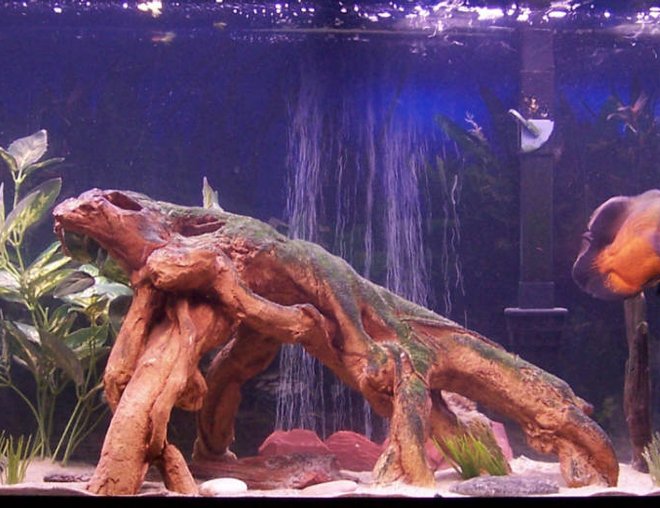 55 gallons freshwater fish tank (mostly fish and non-living decorations) - my freshwater 55gl