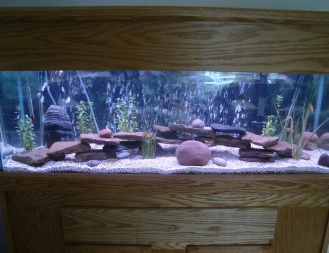 45 gallons freshwater fish tank (mostly fish and non-living decorations) - 45 gallon cicclid tank