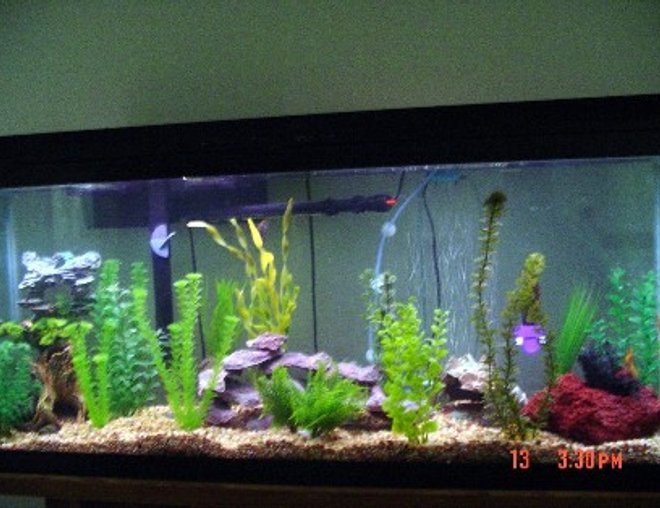 55 gallons freshwater fish tank (mostly fish and non-living decorations) - Cichlids