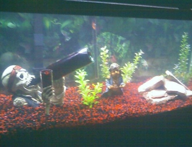 75 gallons freshwater fish tank (mostly fish and non-living decorations) - freshwater tank