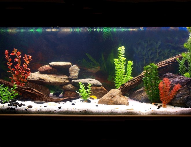 55 gallons freshwater fish tank (mostly fish and non-living decorations) - Malawi Mbuna Cichlid Tank