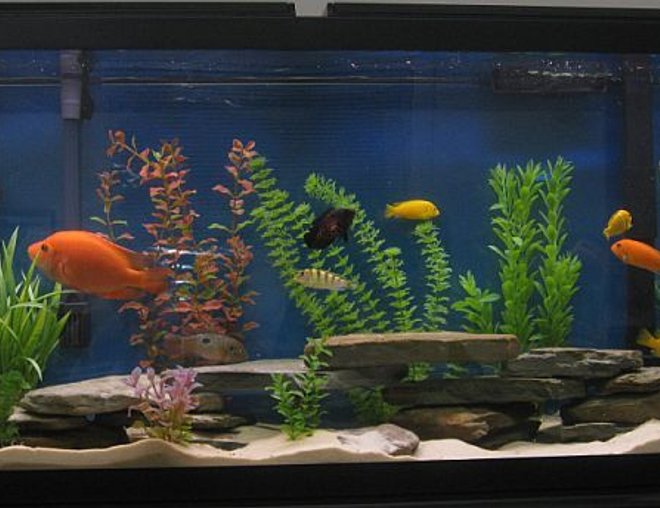 55 gallons freshwater fish tank (mostly fish and non-living decorations) - 55 Gallon Assorted Cichlid Tank