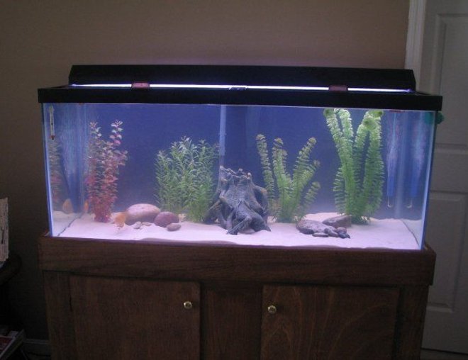 75 gallons freshwater fish tank (mostly fish and non-living decorations) - This is my remodeled 75 gallon freshwater tank.