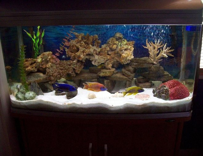 55 gallons freshwater fish tank (mostly fish and non-living decorations) - africans