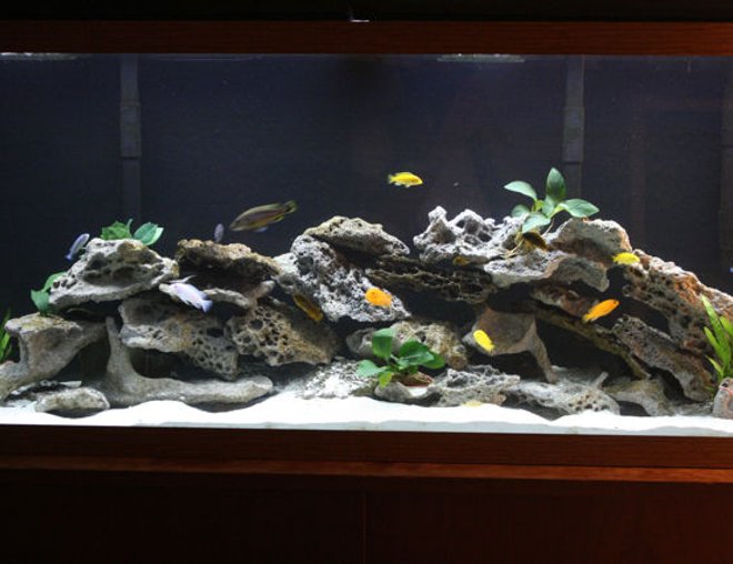 55 gallons freshwater fish tank (mostly fish and non-living decorations) - 55 gallon planted Mbuna tank