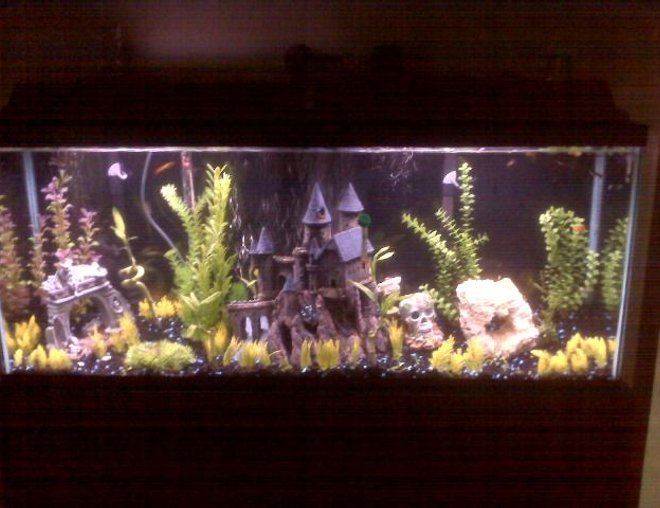 55 gallons freshwater fish tank (mostly fish and non-living decorations) - 55 Gallon Guppy Tank.
Dual Bio-Wheel Filters
Hydor Heater
Toufa Stone, Bamboo, and other live plants.  Lemon Guppies, Half Blacks, Endlers Live Bearers.