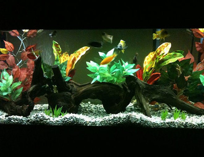 55 gallons freshwater fish tank (mostly fish and non-living decorations) - African Cichlid 55g AGA Aquarium (9/15/09)