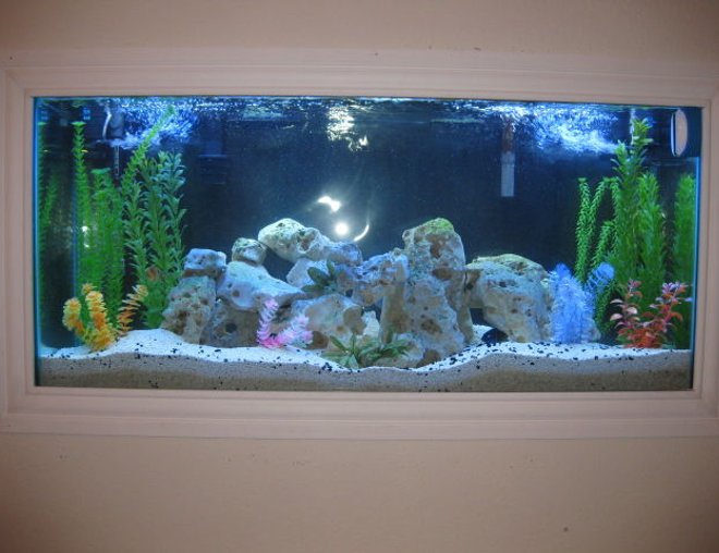 55 gallons freshwater fish tank (mostly fish and non-living decorations) - My 55 Gal African Cichlid Freshwater Fish Tank (Older setup) 12.01.09