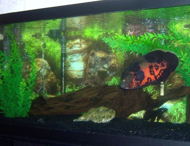75 gallons freshwater fish tank (mostly fish and non-living decorations) - my 75 gallon Tiger Oscar tank