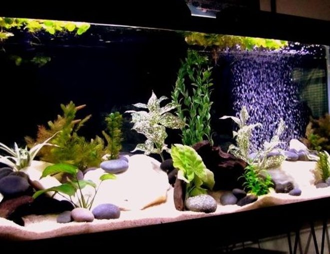 55 gallons freshwater fish tank (mostly fish and non-living decorations) - My new 55 gallon