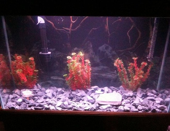 60 gallons freshwater fish tank (mostly fish and non-living decorations) - Main fish tank
