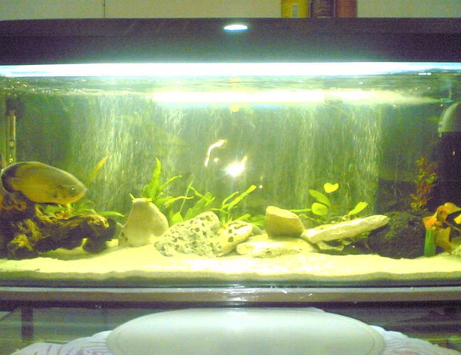 55 gallons freshwater fish tank (mostly fish and non-living decorations) - my 55gal oscar tank busy upgrading too a 150gal