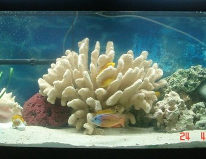 75 gallons freshwater fish tank (mostly fish and non-living decorations) - 75 gallon Cichlids Tank