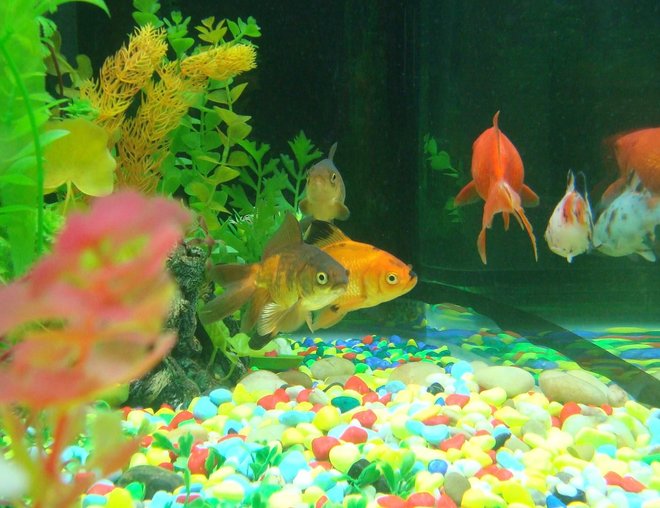 60 gallons freshwater fish tank (mostly fish and non-living decorations) - Fish